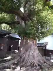 大念佛寺の自然