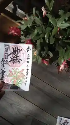 シャコバサボテン