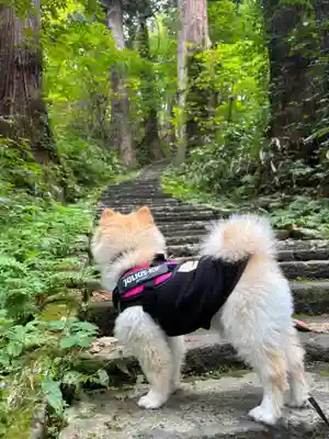 羽黒山五重塔(出羽三山神社)(山形県)