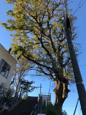 住吉神社の自然