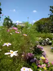 般若寺 ❁﻿コスモス寺❁の自然