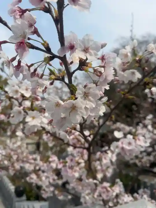 伊豫豆比古命神社の{uncategorized: "未分類", other: "その他", undefined: "問題あり", building: "その他建物", grave: "お墓", sacred_gate: "鳥居", guardian: "狛犬", statue: "像", buddha: "仏像", history: "歴史", nature: "自然", garden: "庭園", animal: "動物", pagoda: "塔", temizu: "手水舎", mountain_gate: "山門・神門", sanctuary: "本殿・本堂", subordinate: "末社・摂社", art: "芸術", scenery: "景色", jizo: "地蔵", ema: "絵馬", goshuin: "御朱印", omikuji: "おみくじ", items: "授与品その他", amulet: "お守り", goshuincho: "御朱印帳", eats: "食事", festival: "お祭り", votive_dance: "神楽", shichigosan: "七五三参", wedding: "結婚式", experience: "体験その他", initially: "初詣", around: "周辺", anti_infection: "感染症対策"}