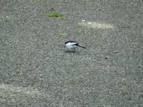 弥生神社の動物