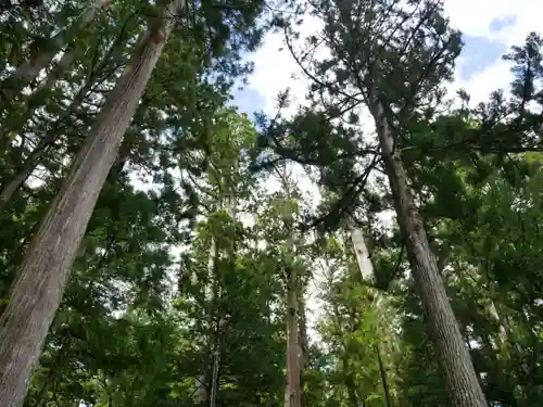 高野山金剛峯寺奥の院の自然