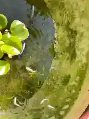 伊勢の国 四天王寺の動物