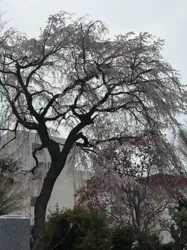 中院の{uncategorized: "未分類", other: "その他", undefined: "問題あり", building: "その他建物", grave: "お墓", sacred_gate: "鳥居", guardian: "狛犬", statue: "像", buddha: "仏像", history: "歴史", nature: "自然", garden: "庭園", animal: "動物", pagoda: "塔", temizu: "手水舎", mountain_gate: "山門・神門", sanctuary: "本殿・本堂", subordinate: "末社・摂社", art: "芸術", scenery: "景色", jizo: "地蔵", ema: "絵馬", goshuin: "御朱印", omikuji: "おみくじ", items: "授与品その他", amulet: "お守り", goshuincho: "御朱印帳", eats: "食事", festival: "お祭り", votive_dance: "神楽", shichigosan: "七五三参", wedding: "結婚式", experience: "体験その他", initially: "初詣", around: "周辺", anti_infection: "感染症対策"}