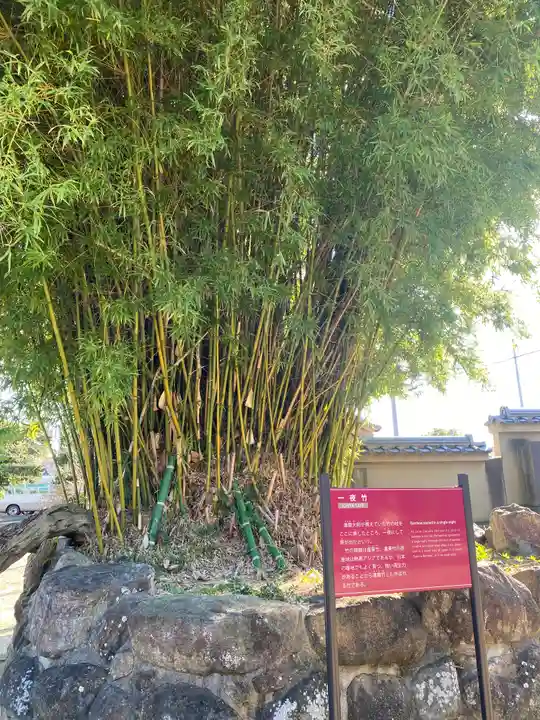 達磨寺(奈良県)