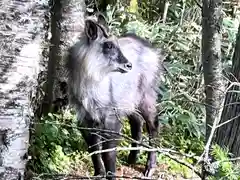 山家神社奥宮の動物