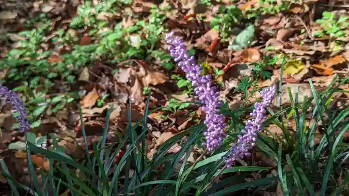 平野神社(京都府)