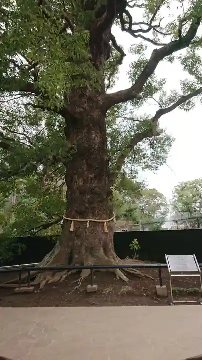 上野東照宮の自然