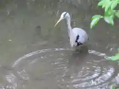 伊勢神宮内宮（皇大神宮）の動物