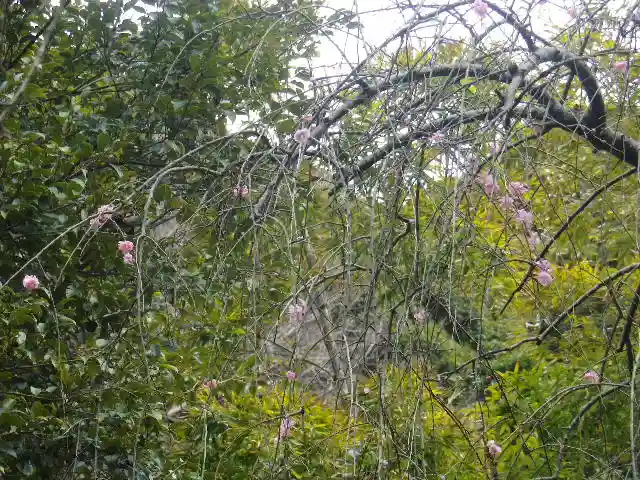 安國論寺(安国論寺)の自然