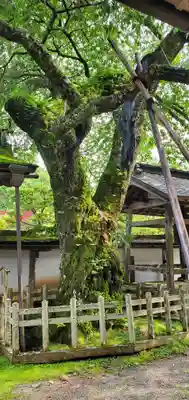 清浄心院の自然