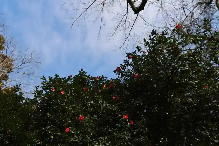 高木神社の自然