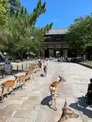 東大寺の動物