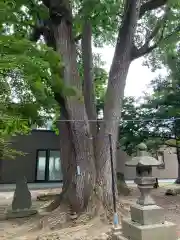 月寒神社の自然