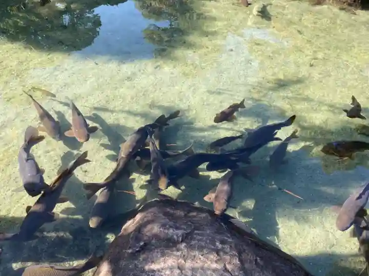 甲斐善光寺の動物