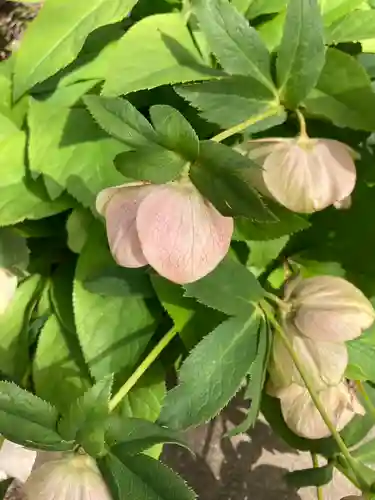 住吉神社の自然