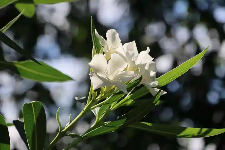阿久津「田村神社」(郡山市阿久津町)旧社名:伊豆箱根三嶋三社の庭園