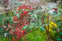 尻岸内八幡神社の自然
