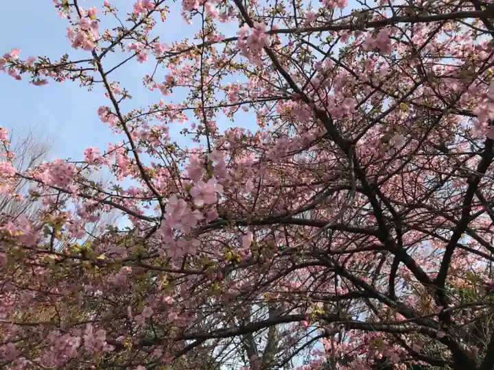 新井薬師(梅照院)の自然