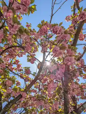 六孫王神社(京都府)