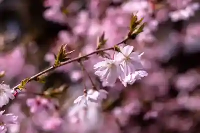 平野神社(京都府)