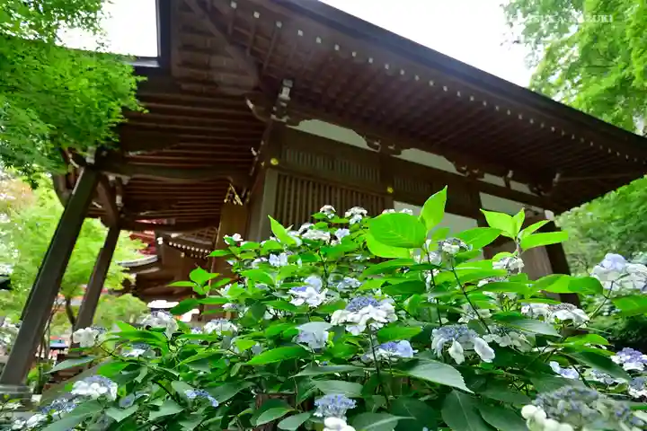 高幡不動尊 金剛寺の自然