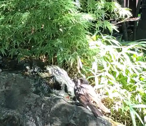 秩父神社の動物