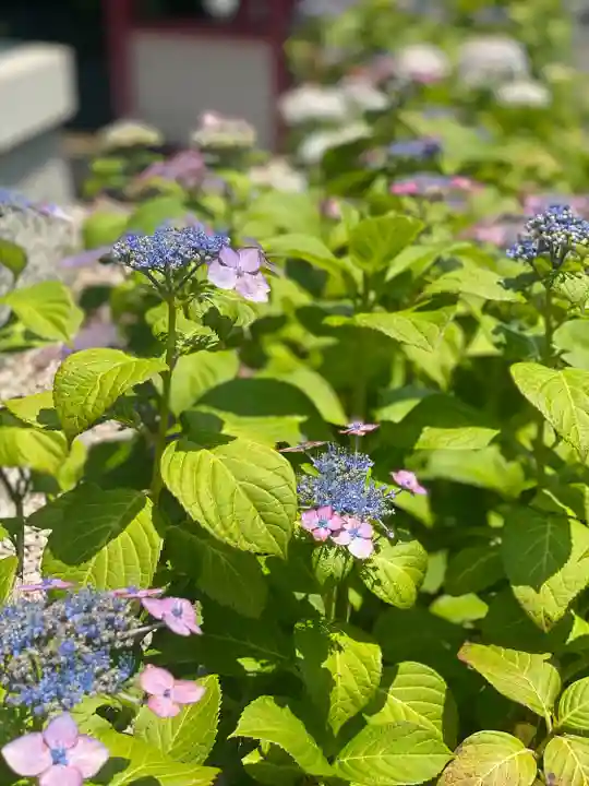 下野大師華蔵寺(栃木県)