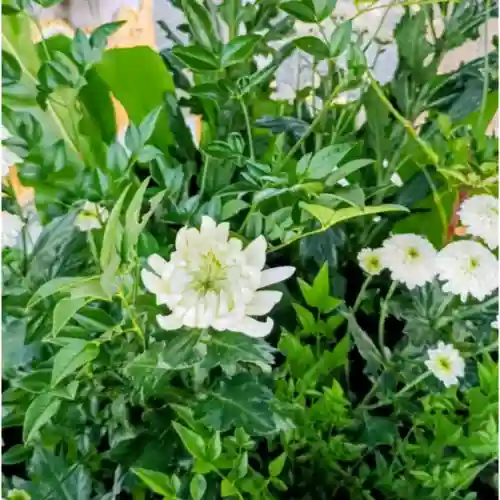 彌彦神社　(伊夜日子神社)(北海道)