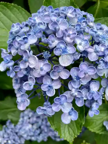 白山神社の自然