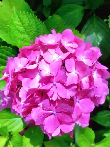 本郷氷川神社(東京都)