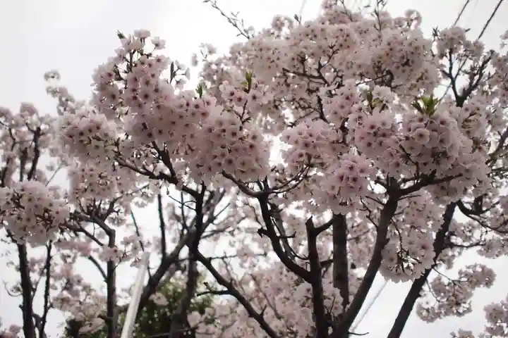 浅間神社の自然