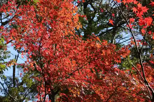 犬山寂光院の自然
