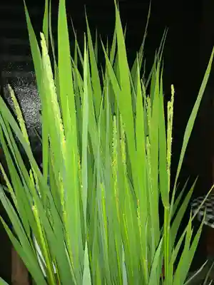 伏木香取神社(茨城県)