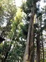 手前と奥に見える二本がやばい杉