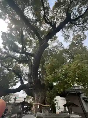 杭全神社(大阪府)