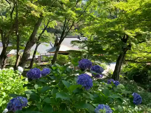 普門寺(切り絵御朱印発祥の寺)の景色