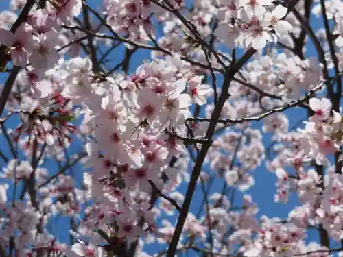 三輪神社の自然
