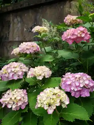 常泉院(東京都)