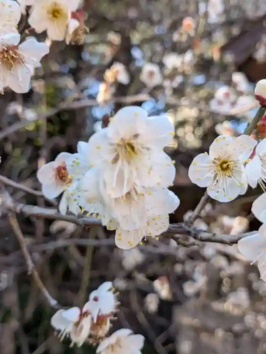 乃木神社(東京都)