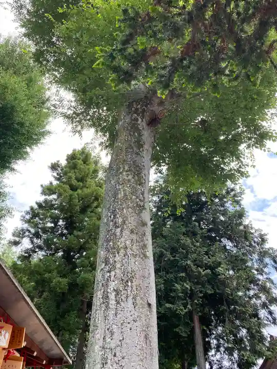門田稲荷神社の自然