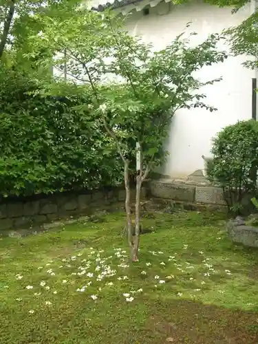 法金剛院の自然