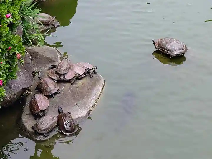 亀戸天神社(東京都)