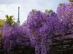 亀戸天神社(東京都)