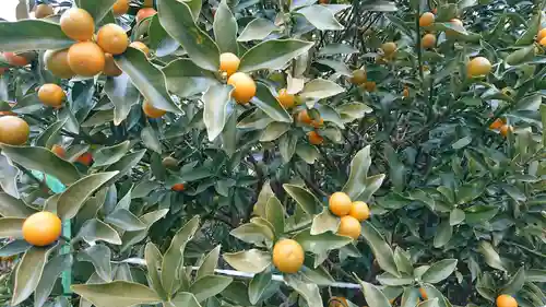 尾曳稲荷神社の自然