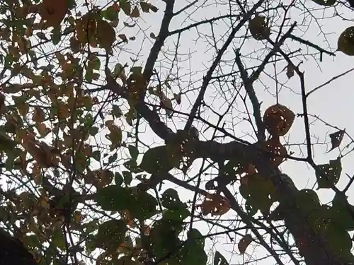 新得神社の動物