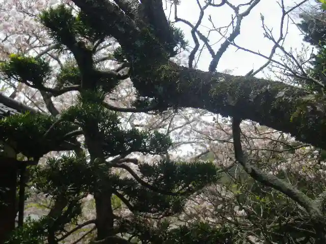 浄光明寺の自然