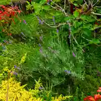 寿量山 速成寺の自然